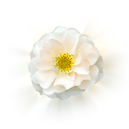 Diana Cooper School Of White Light